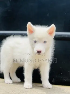 1-3 months Male Purebred Siberian Husky