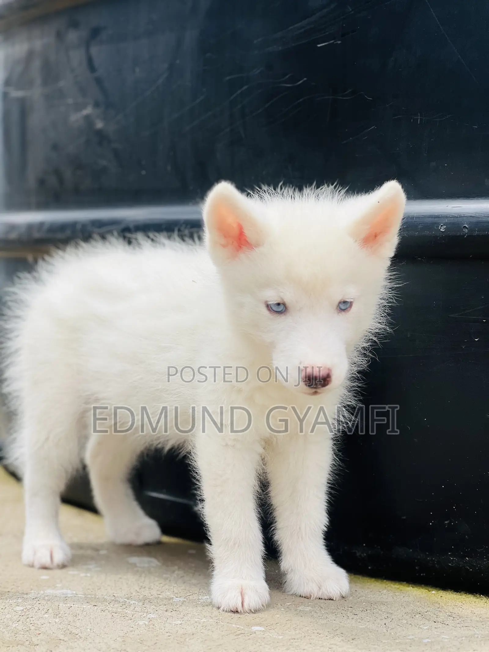 1-3 months Male Purebred Siberian Husky