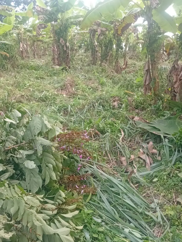 3 Acre Farmland for Sale