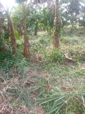 3 Acre Farmland for Sale