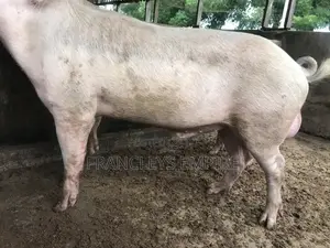 Price to Cross Your Female Pigs. Pure Breed Boar
