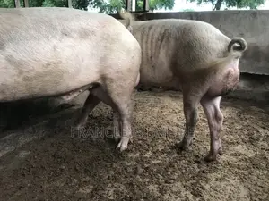 Price to Cross Your Female Pigs. Pure Breed Boar