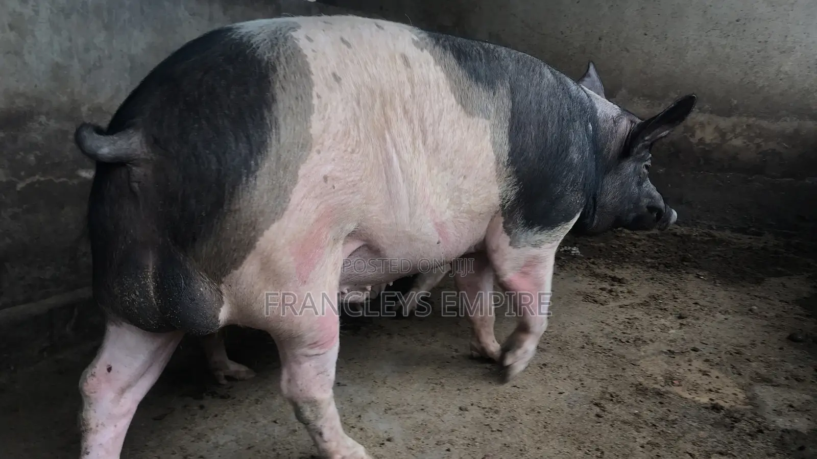 Price to Cross Your Female Pigs. Pure Breed Boar