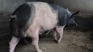 Price to Cross Your Female Pigs. Pure Breed Boar
