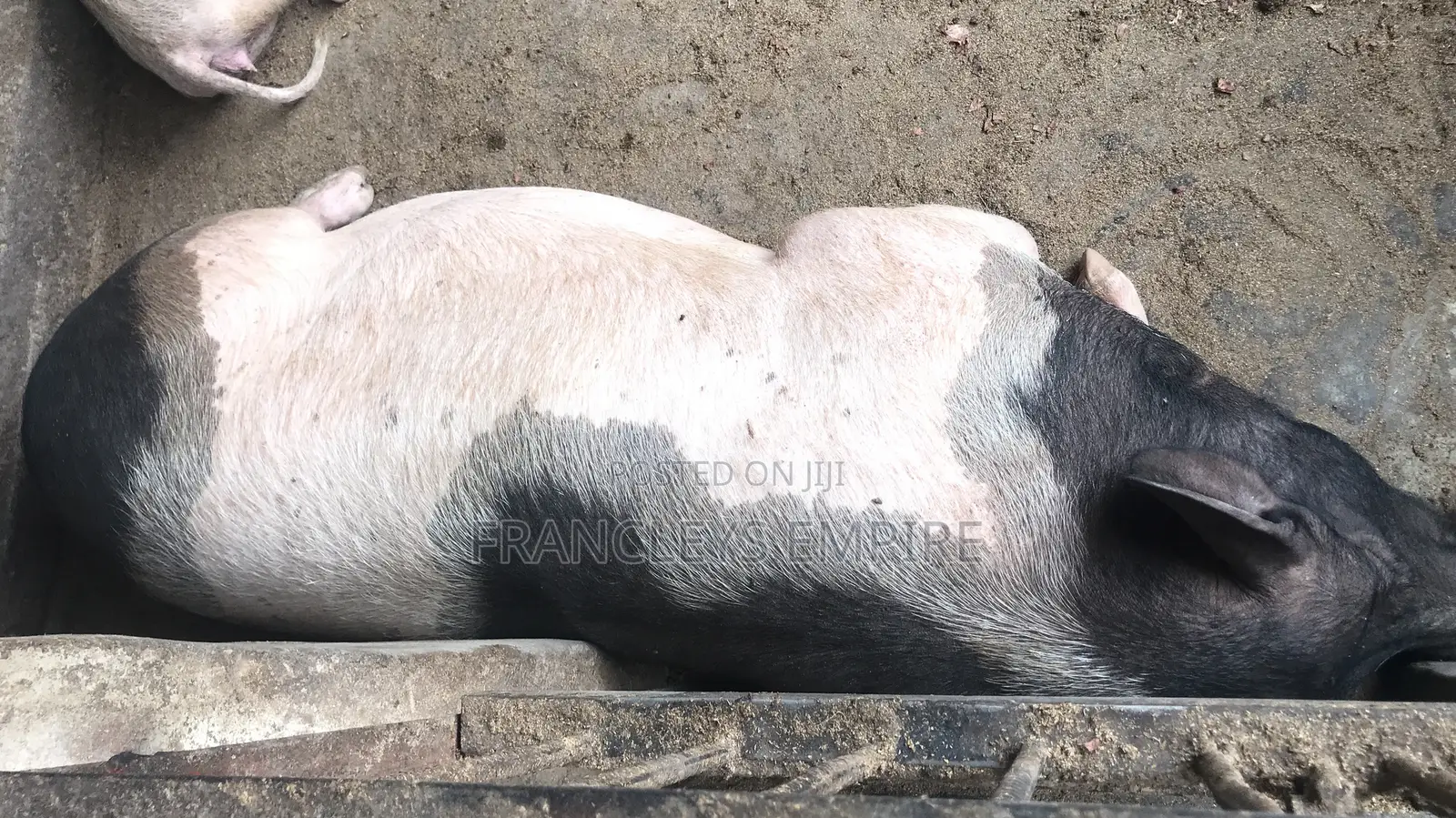 Price to Cross Your Female Pigs. Pure Breed Boar