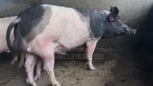Price to Cross Your Female Pigs. Pure Breed Boar