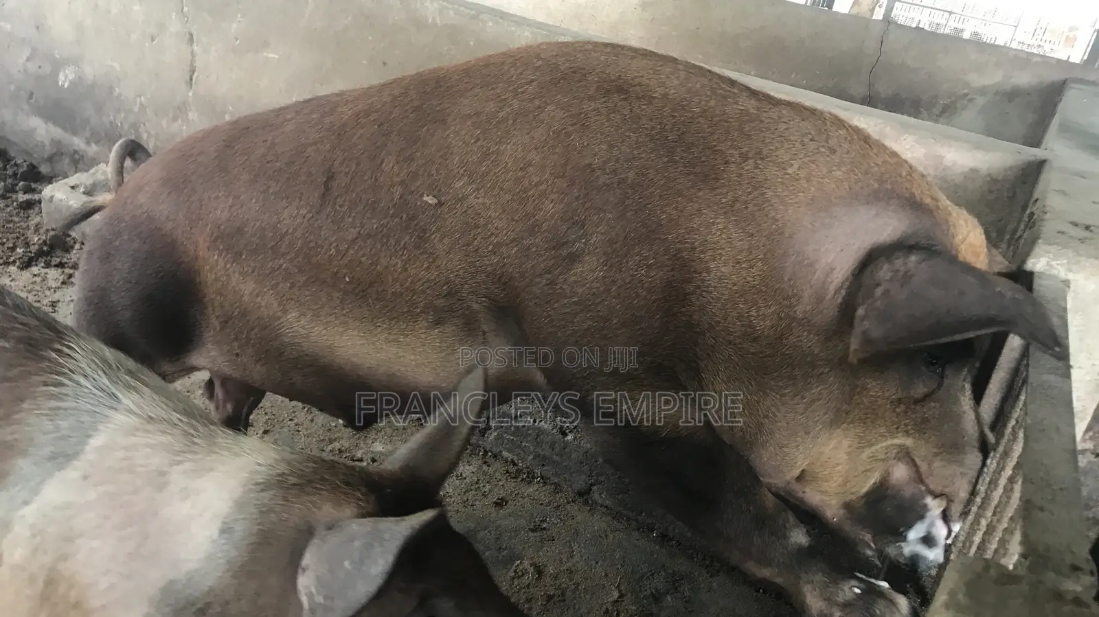 Price to Cross Your Female Pigs. Pure Breed Boar