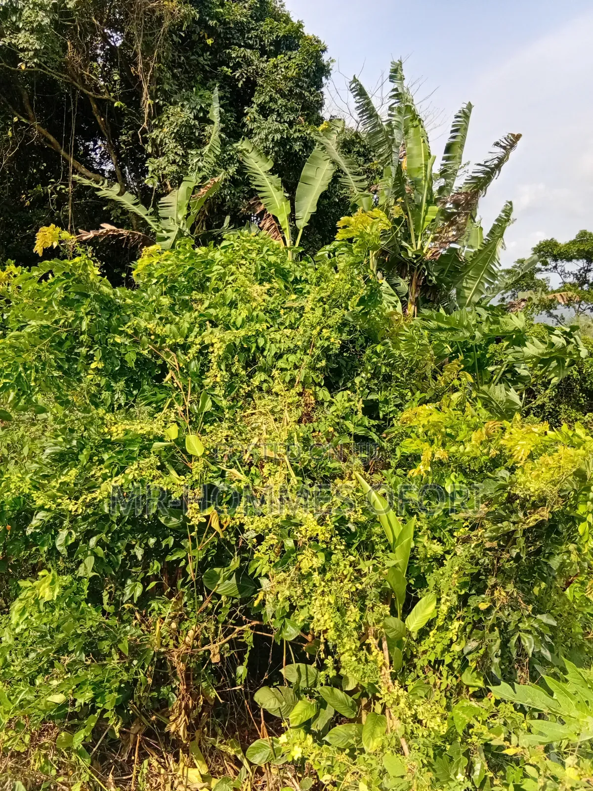 Litigation Free Lands Available for Sale at Mamfe Akuapim
