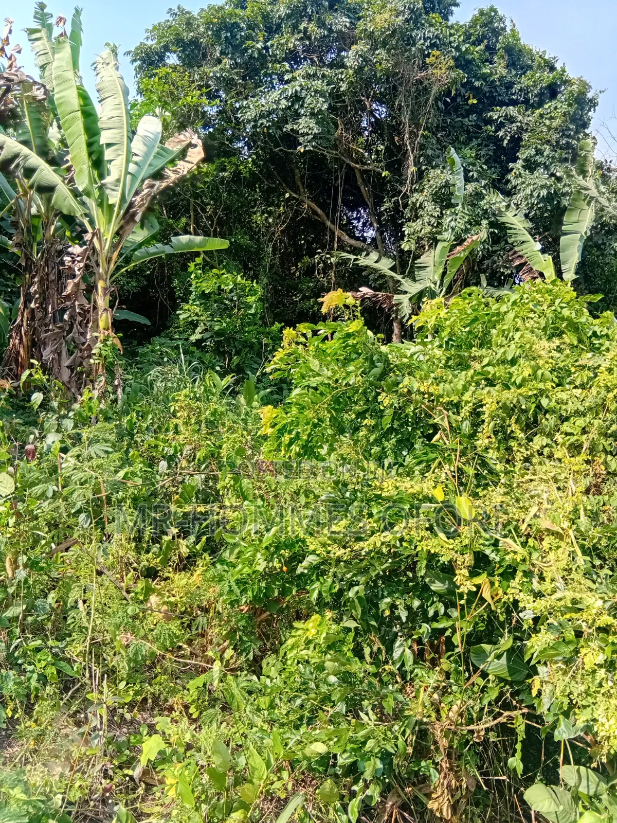 Litigation Free Lands Available for Sale at Mamfe Akuapim