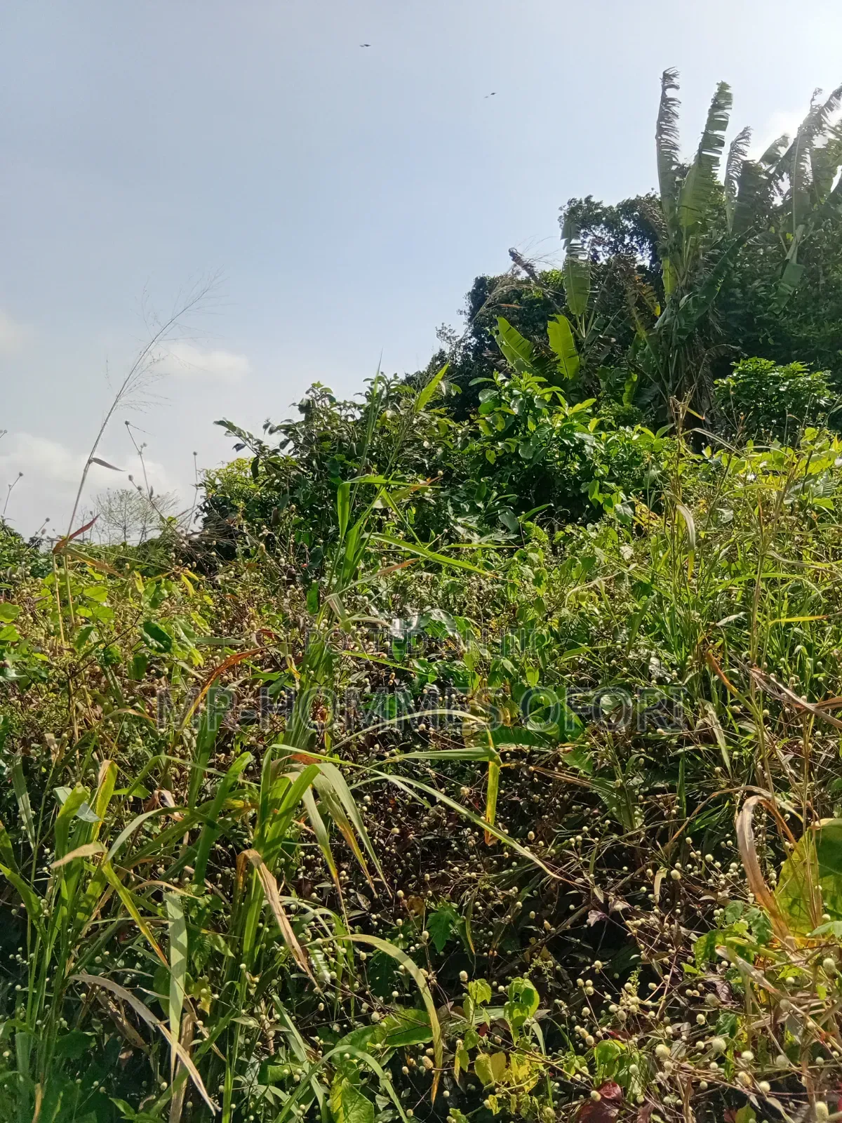 Litigation Free Lands Available for Sale at Mamfe Akuapim