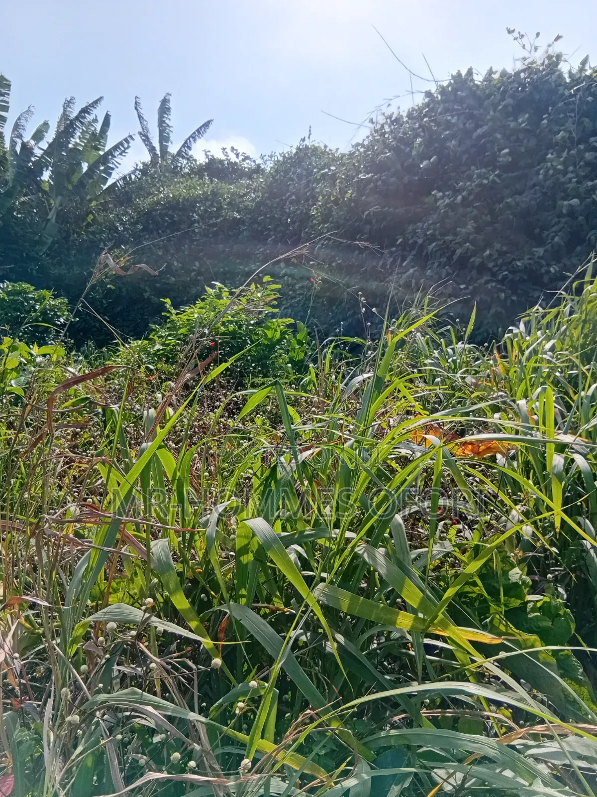 Litigation Free Lands Available for Sale at Mamfe Akuapim