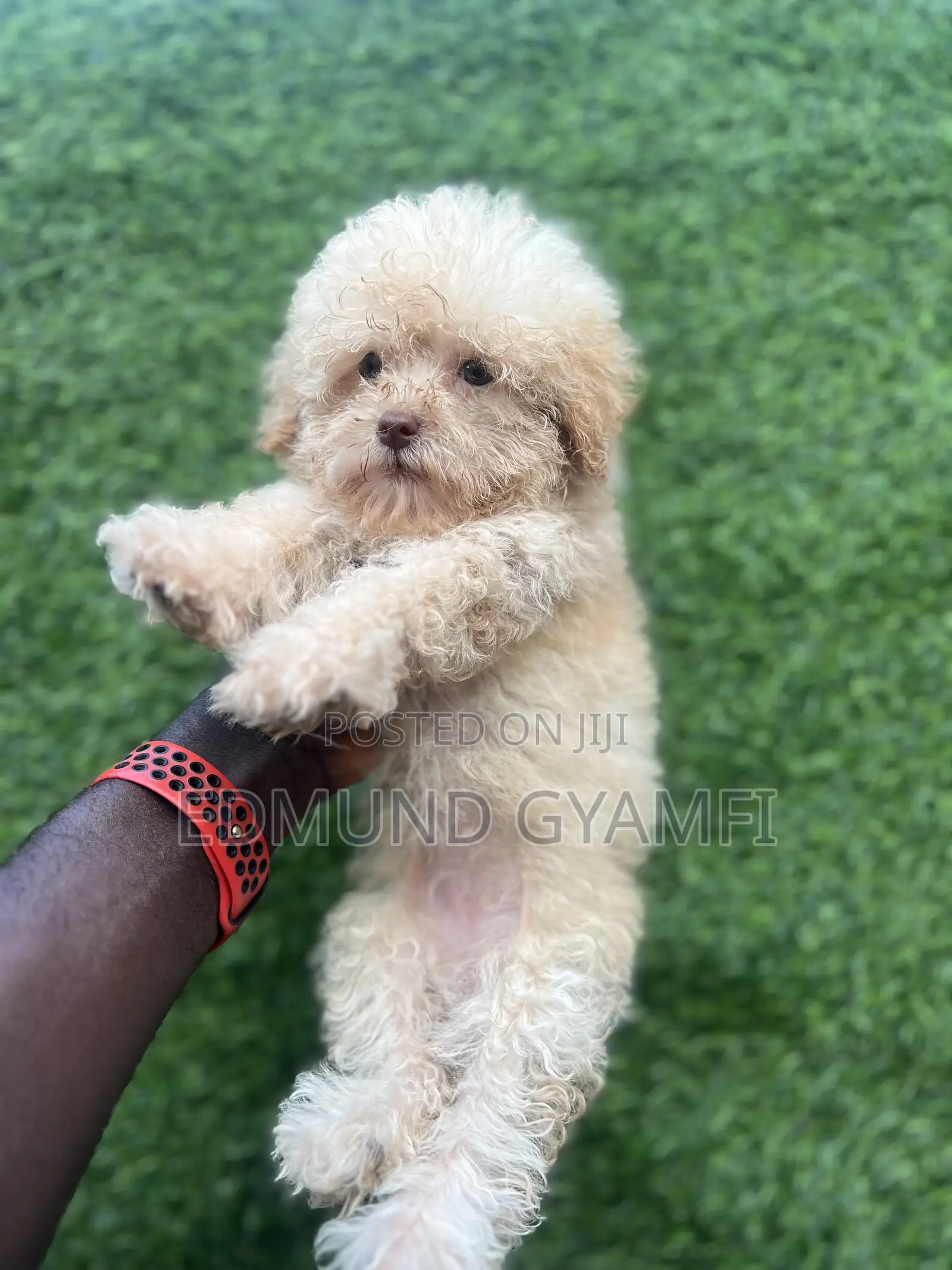 1-3 months Female Purebred Poodle