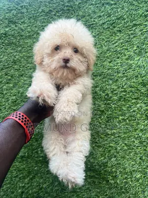 1-3 months Female Purebred Poodle