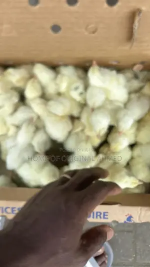 Broiler Cobb 500