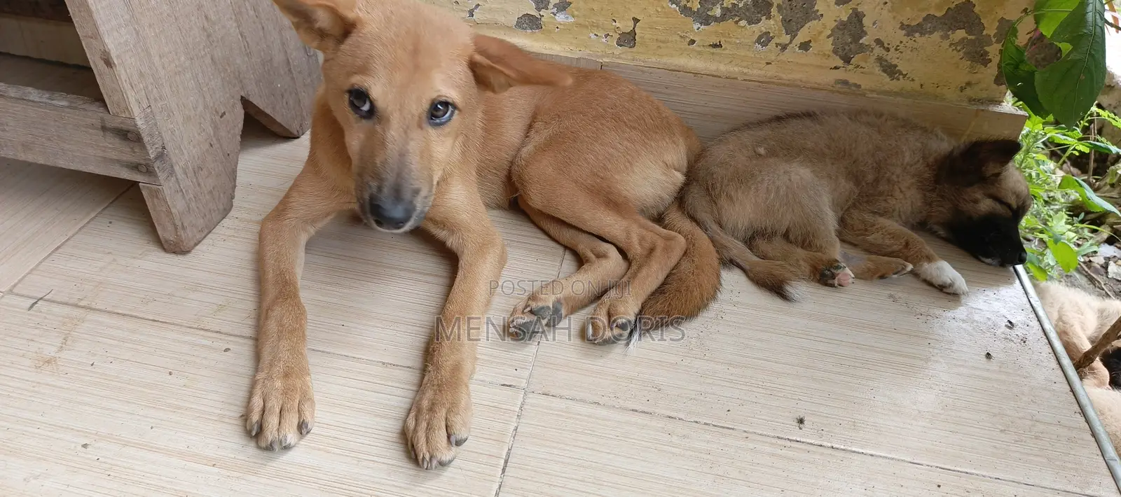 1-3 months Male Mixed Breed Jack Russell Terrier