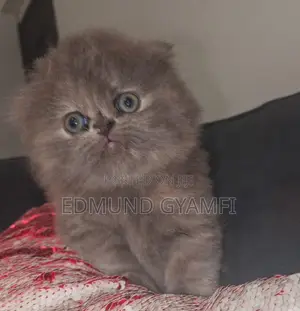 1-3 months Female Purebred Scottish Fold