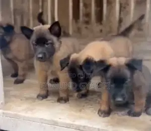 1-3 months Male Purebred Belgian Malinois