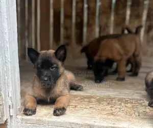 1-3 months Male Purebred Belgian Malinois