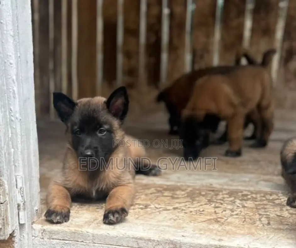 1-3 months Male Purebred Belgian Malinois