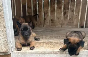 1-3 months Male Purebred Belgian Malinois