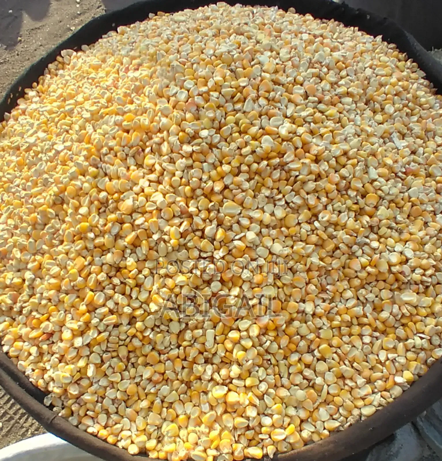 White and Yellow Maize for Sale