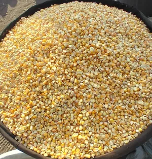 White and Yellow Maize for Sale