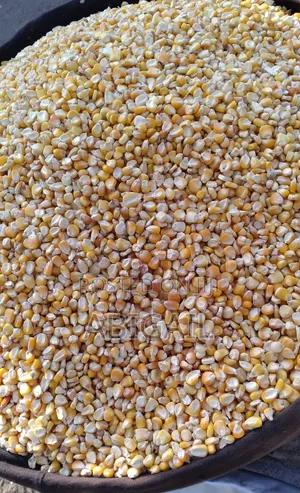 White and Yellow Maize for Sale