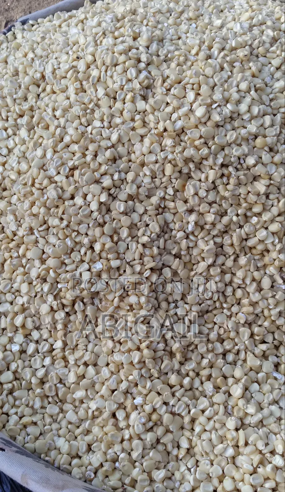 White and Yellow Maize for Sale