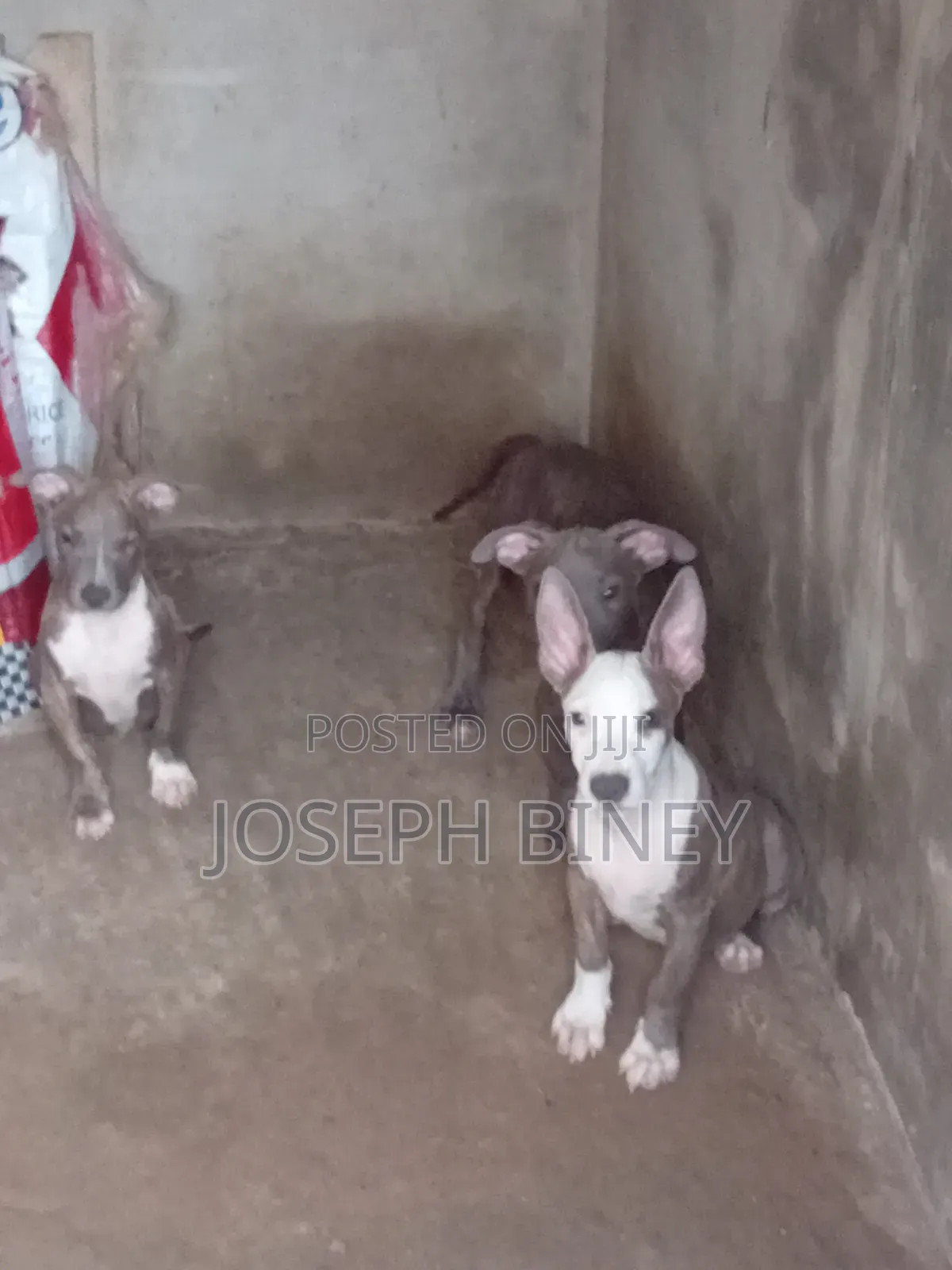 3-6 months Male Purebred American Pit Bull Terrier