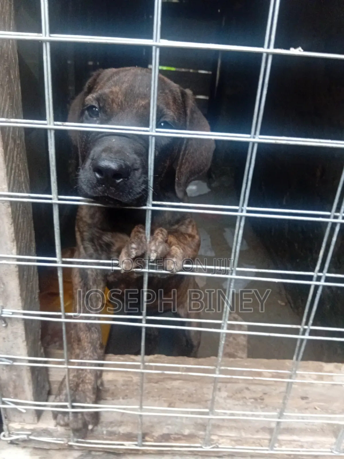 3-6 months Male Purebred American Pit Bull Terrier