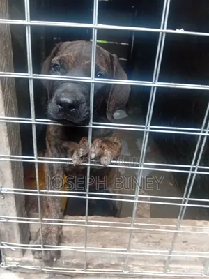 3-6 months Male Purebred American Pit Bull Terrier