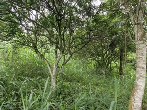 40 Plots for Sale at Ejisu Boankra Road