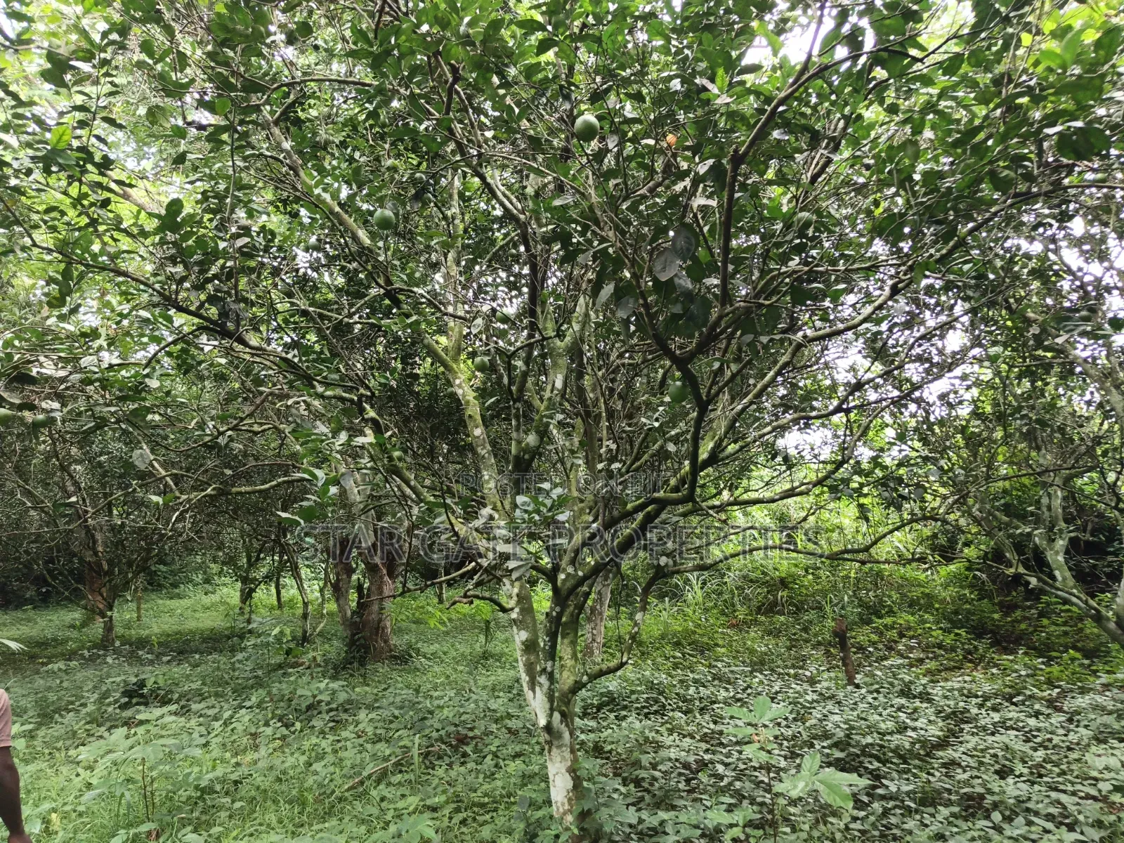 40 Plots for Sale at Ejisu Boankra Road