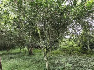 40 Plots for Sale at Ejisu Boankra Road