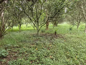 40 Plots for Sale at Ejisu Boankra Road