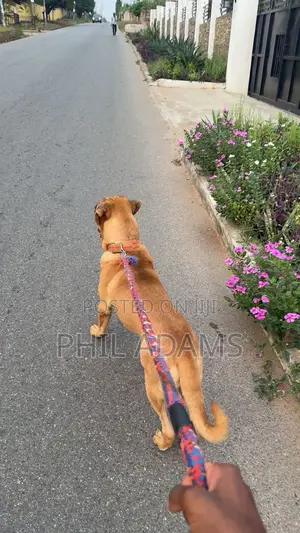 6-12 months Female Purebred Boerboel