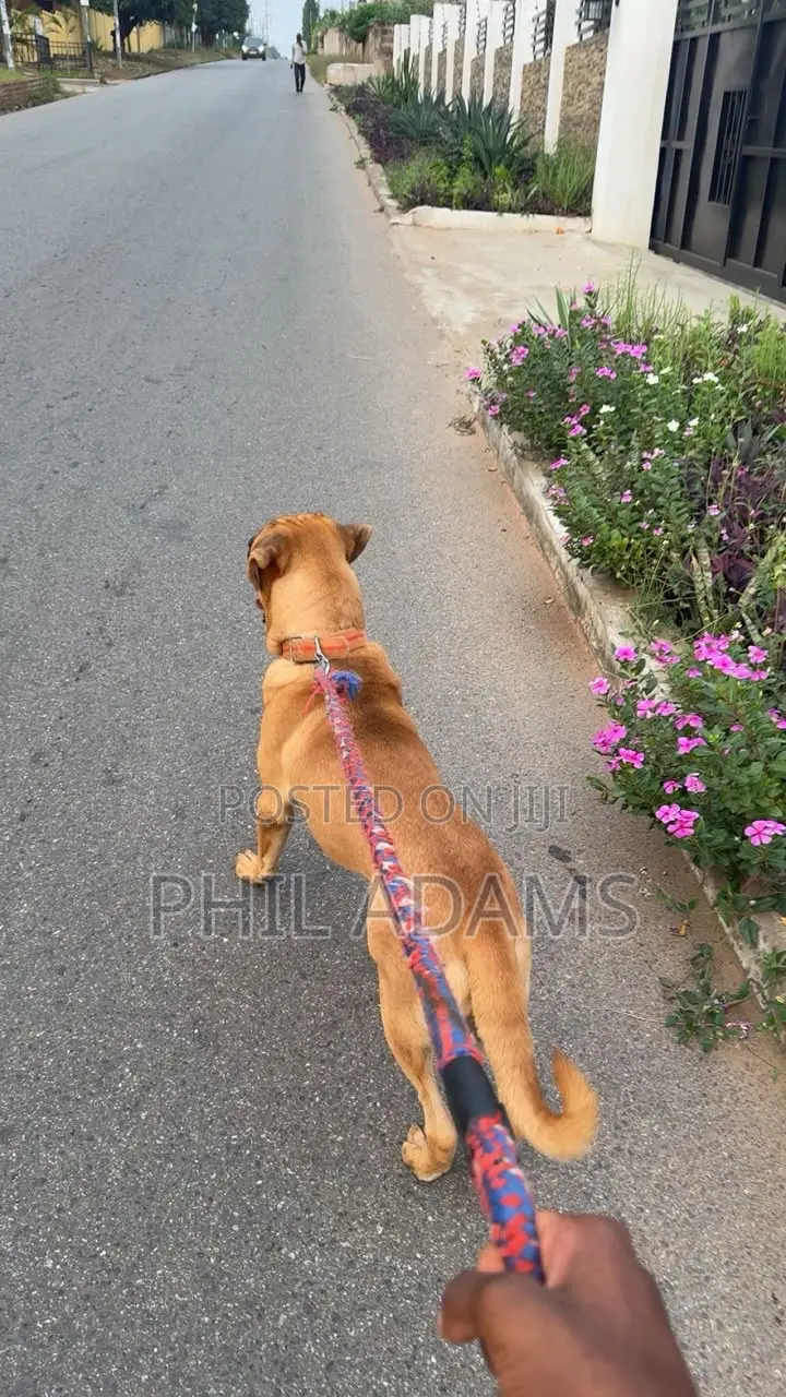 6-12 months Female Purebred Boerboel