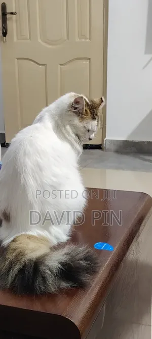 1+ year Female Mixed Breed Ragdoll
