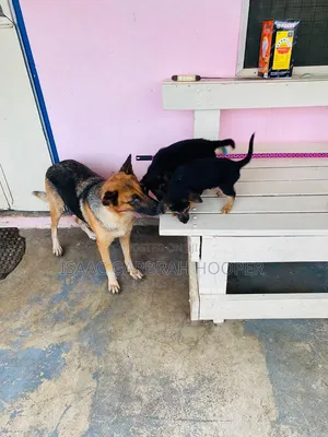 1-3 months Male Purebred German Shepherd
