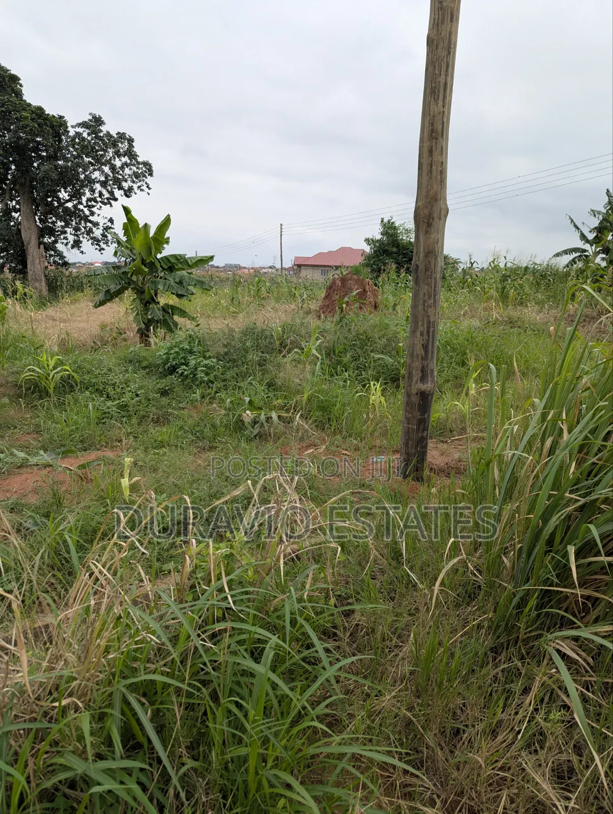 Prime Land in Agric Nzema Hilltop