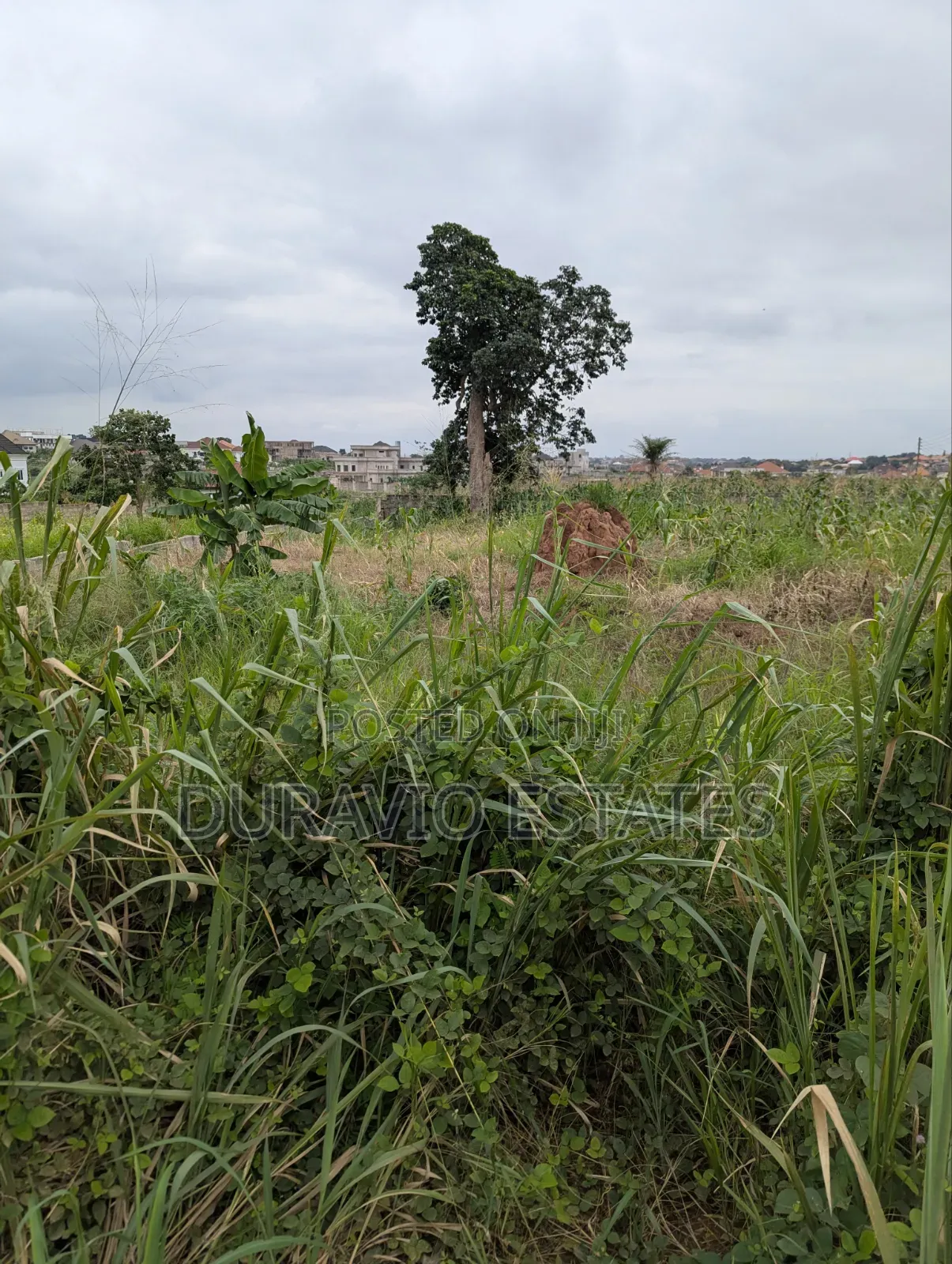 Prime Land in Agric Nzema Hilltop
