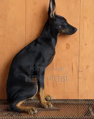 3-6 months Female Purebred Doberman Pinscher
