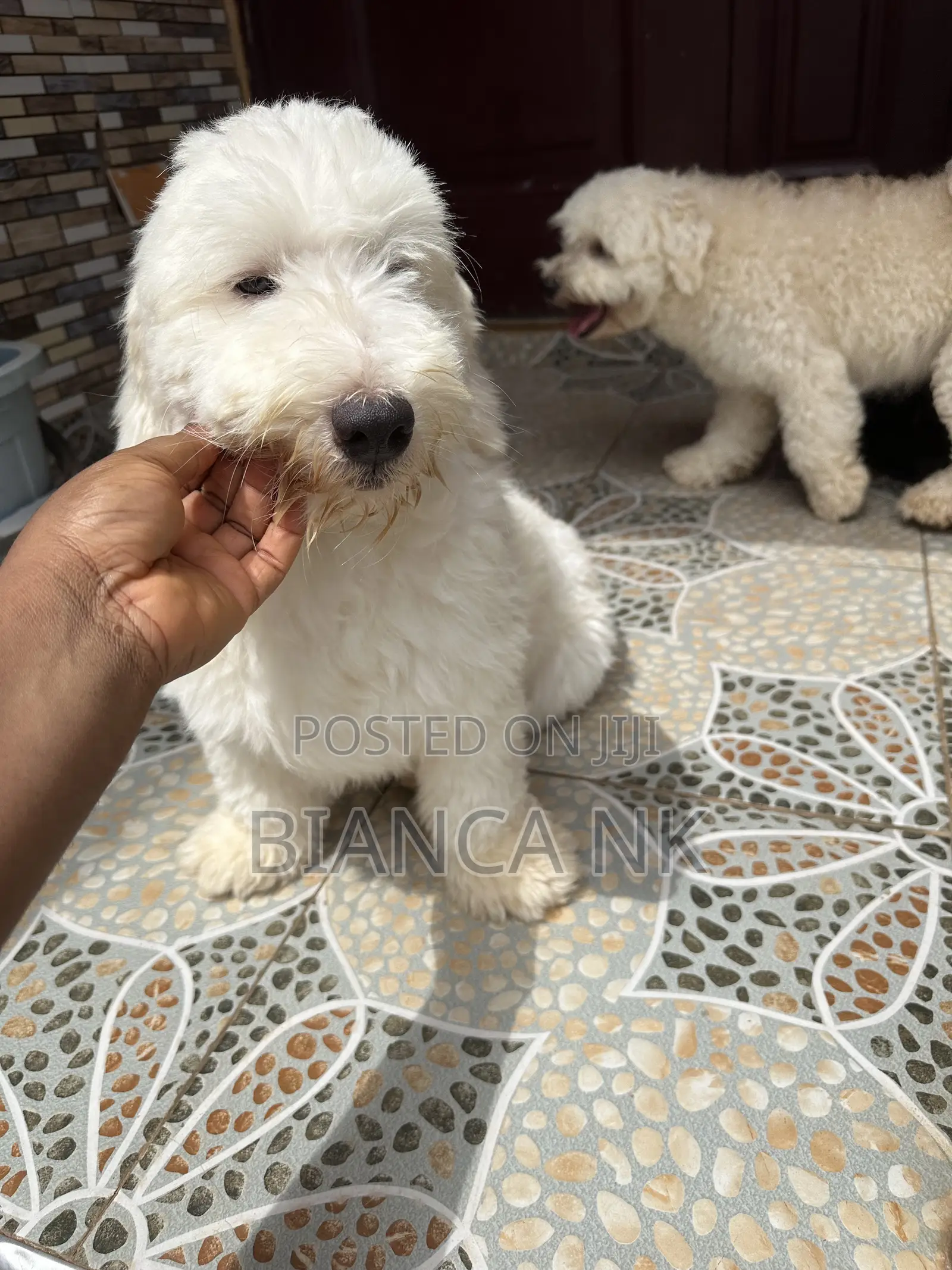 1+ year Male Purebred Poodle