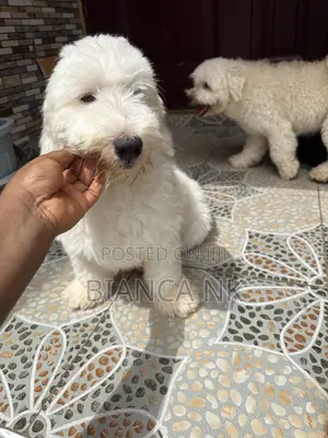 1+ year Male Purebred Poodle