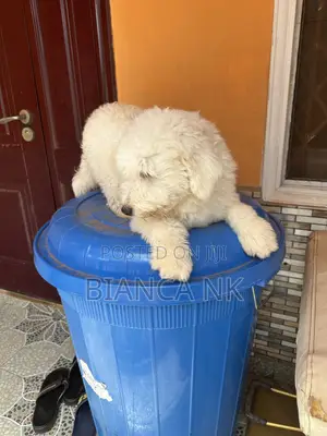 1+ year Male Purebred Poodle