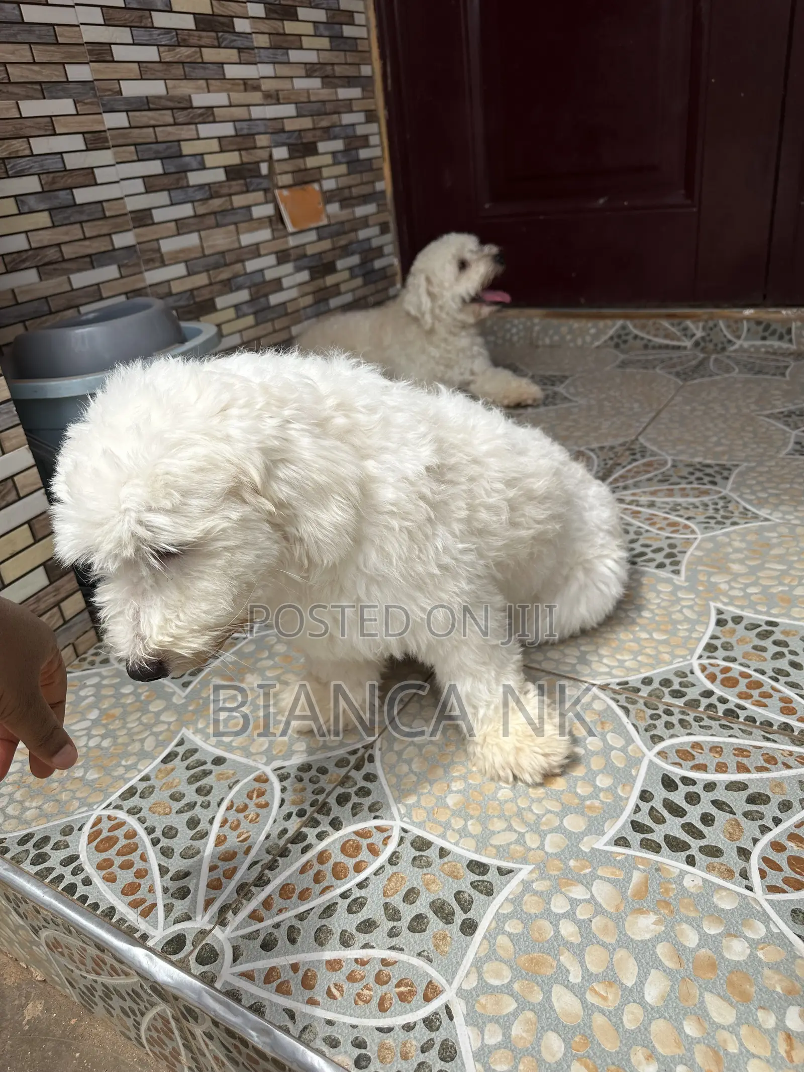 1+ year Male Purebred Poodle