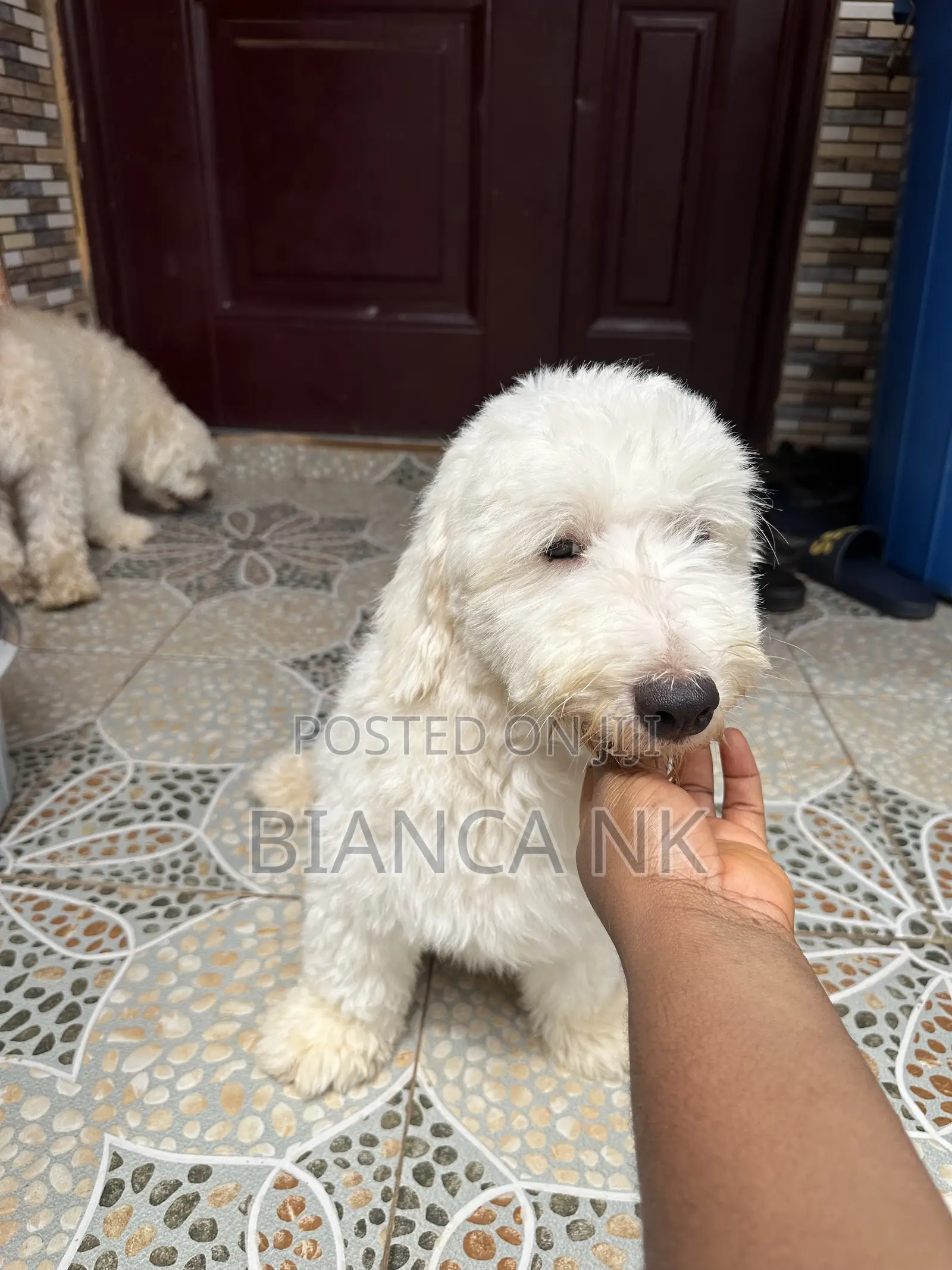 1+ year Male Purebred Poodle