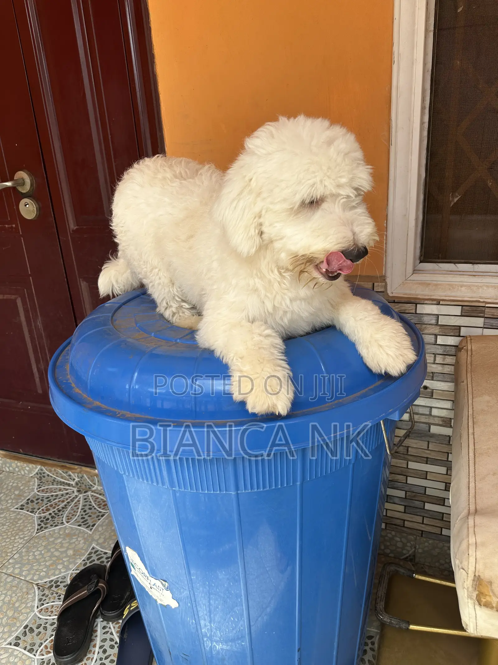 1+ year Male Purebred Poodle