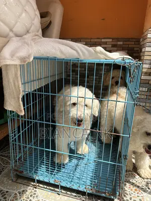 1+ year Male Purebred Poodle