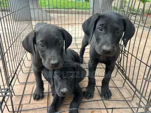 1-3 months Male Purebred Labrador Retriever